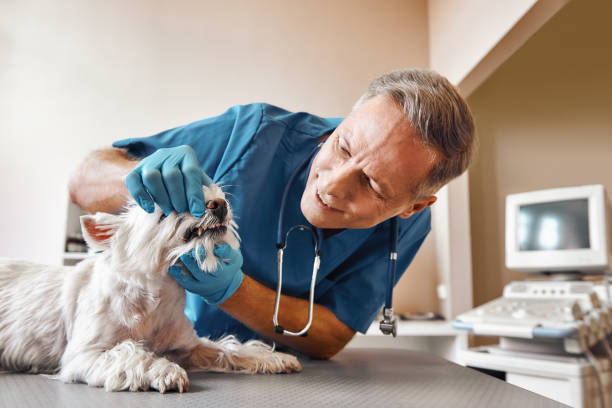 Best Pediatric Emergency Dentist in Harlingen, TX